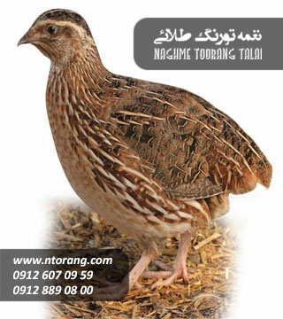 بلدرچین مولد تخمگذار